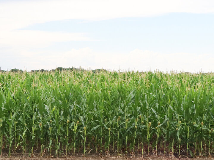 corn field green