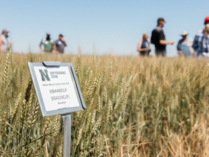people tour a wheat field with sign indicating wheat variety