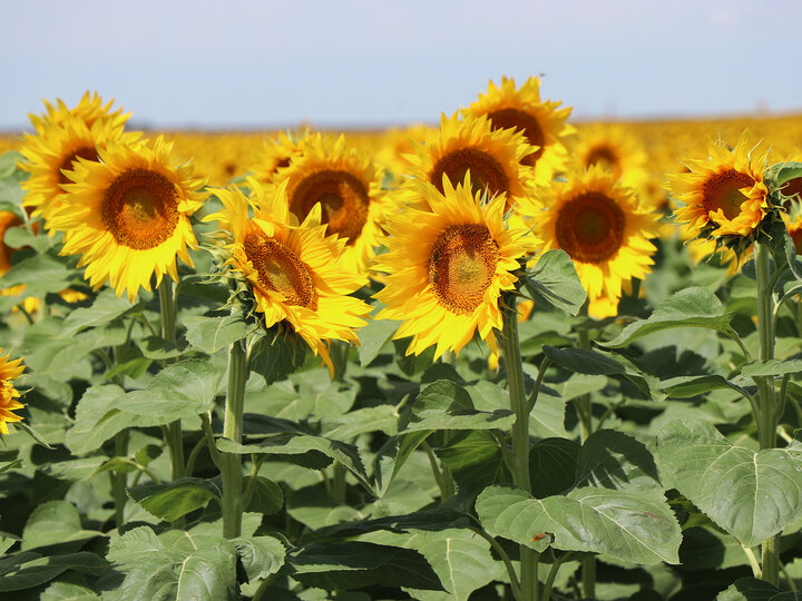 sunflower field in bloom