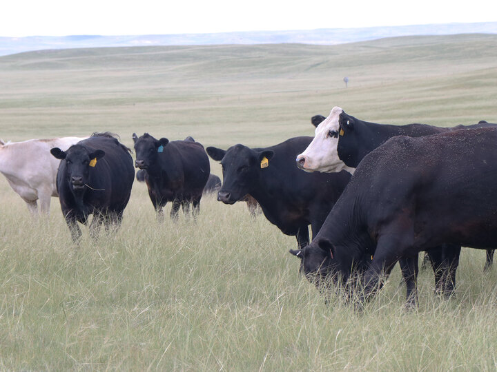 cattle grazing in range