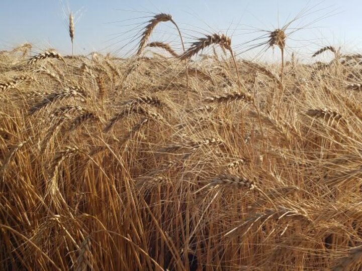 field of mature wheat